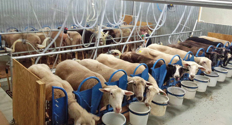 Alabama's Dayspring Dairy